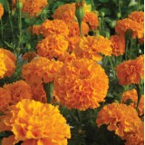 Tagetes erecta 'Savannah Sun' 